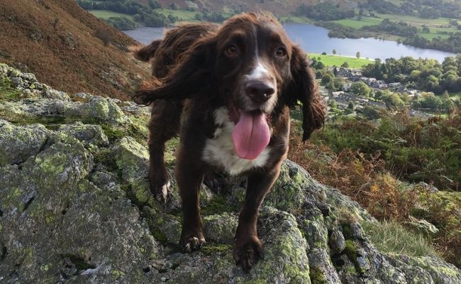 Rowan, the Field Spaniel