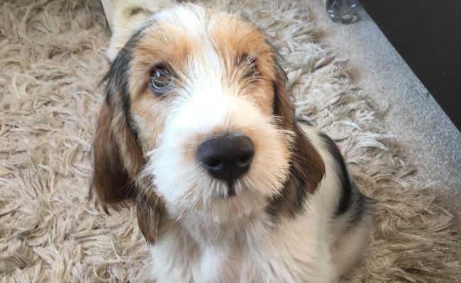 Denzel, the Grand Basset Griffon Vendéens