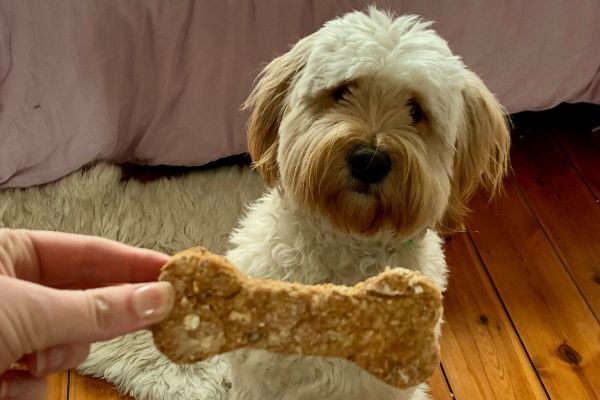 A fluffy beige pooch sitting patiently whilst their human holds a homemade biscuit bone in front of them