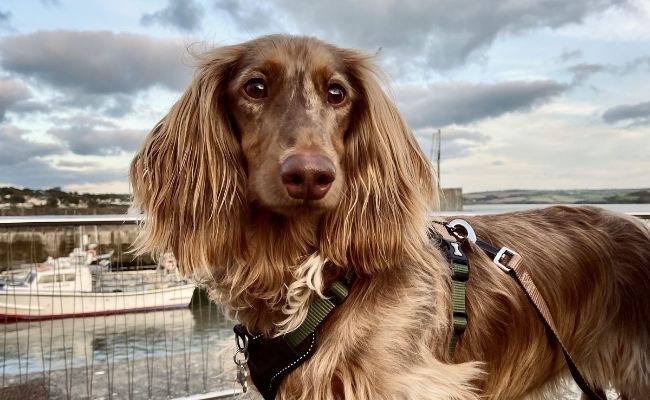 Percy, Long Haired Dachshund