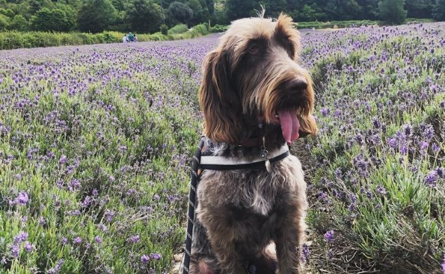 Gnocchi, the Italian Spinone