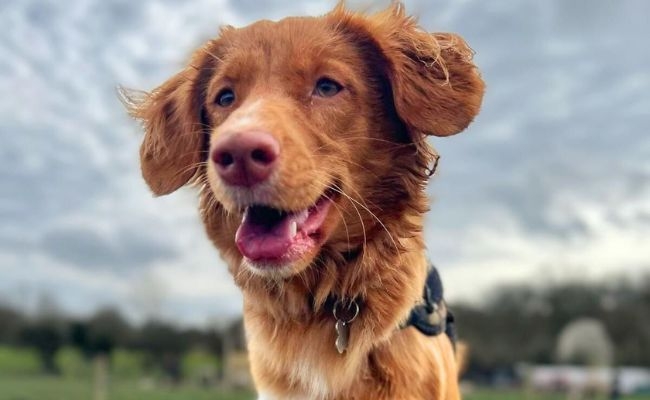 Willow, the Nova Scotia Duck Tolling Retriever 