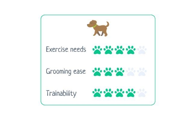 Schnauzer  Exercise Needs 4/5 Grooming Ease 3/5 Trainability 4/5