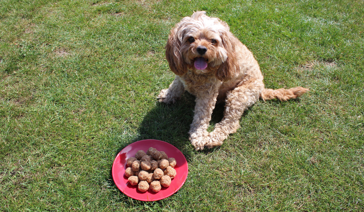 A cute, golden pup sits happily behind a plate of Peanut Butter Treats.