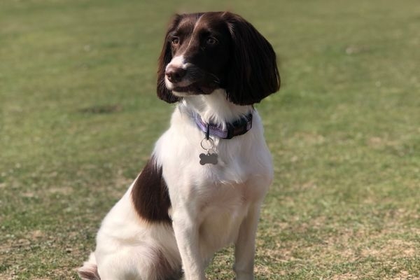 Lola the Springador sitting proudly and elegantly as she practices her dog modelling skills