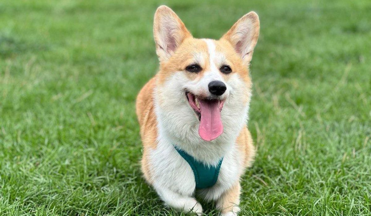 A little, golden and white dog with a long body, short, dumpy legs, large ears and a bushy tail, is standing happily on the grass