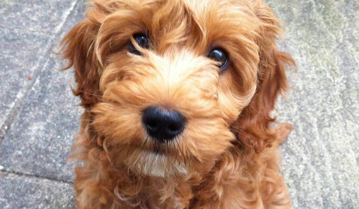 A cute red cockapoo looks up at the camera, sitting on a pavement