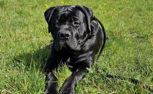 Dunali, the Boerboel