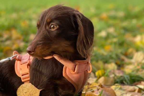 Lola the Miniature Wire-Haired Dachshund amongst the leaves enjoying her walkies