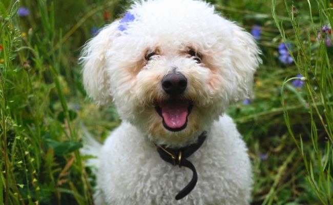 Coco, the Bichon Frise