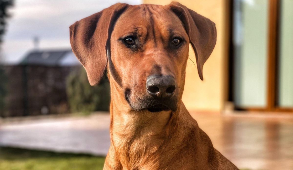 Rhodesian Ridgeback