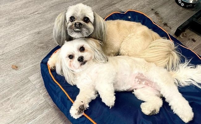 Doggy members Lulu and Willow, the Lhaso Apsos cuddled up together on their dog bed