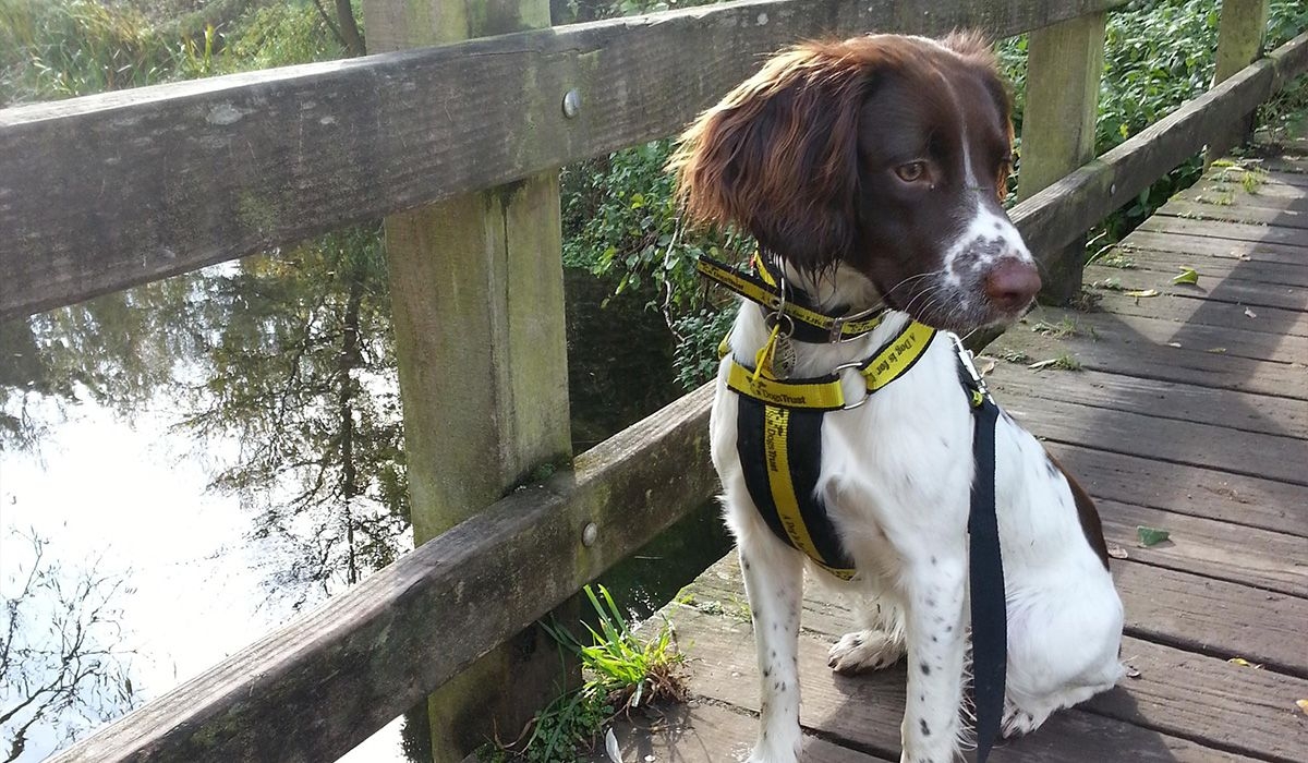 Spaniel Phoebe sits on a wooden bridge looking out at the water