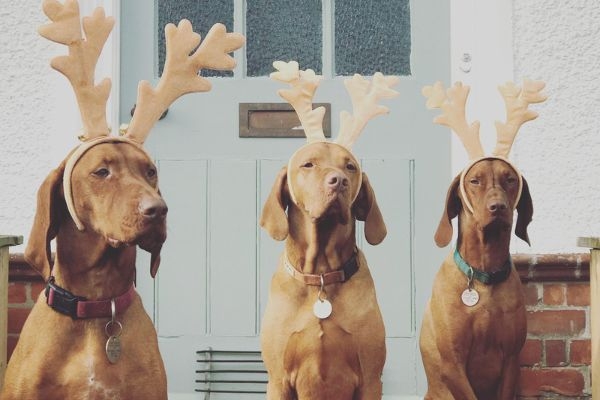 Diego, Ralf and Mia, the Hungarian Vizslas