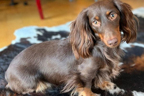 Dante, the Miniature Long-Haired Dachshund