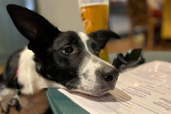 Oscar, the Border Collie