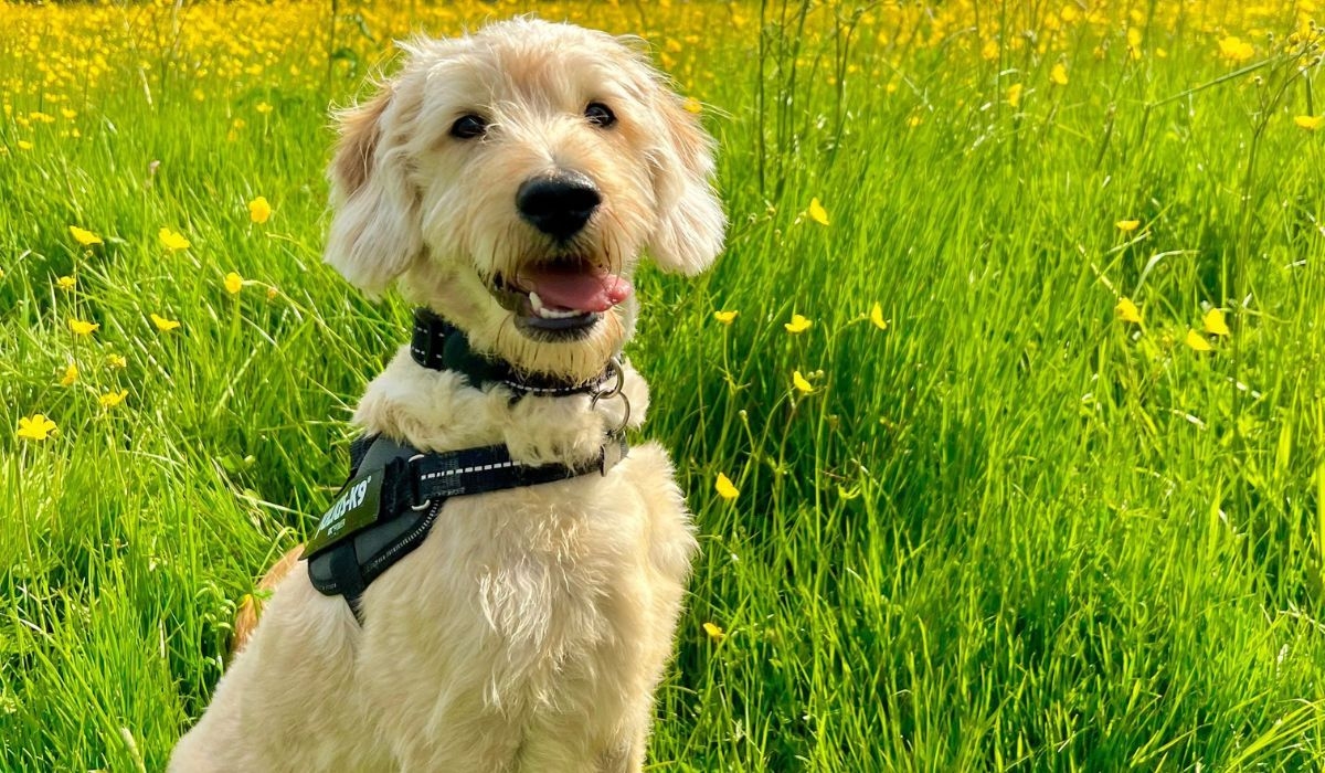 A big, golden haired dog with floppy ears, small eyes and a large black nose, is sitting in a field of grass and buttercup flowers