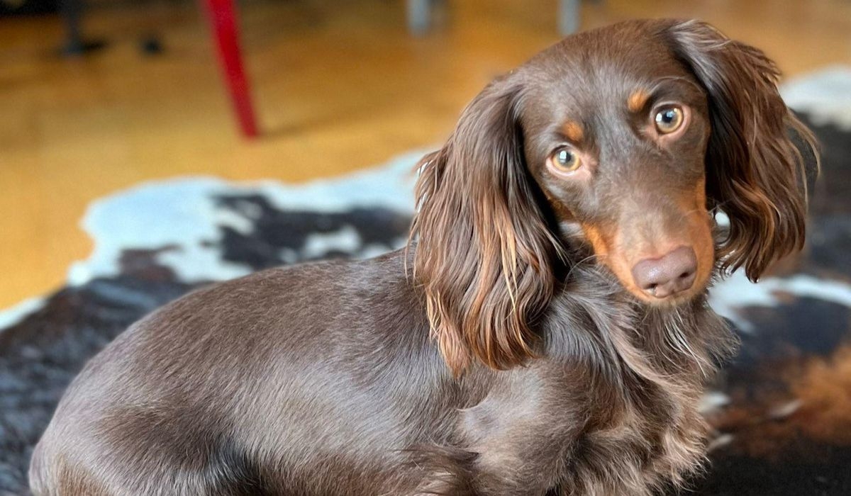 Miniature Long Haired Dachshund