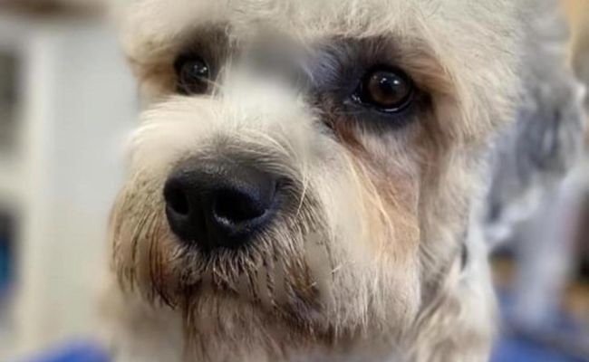 Gloria, the Dandie Dinmont Terrier