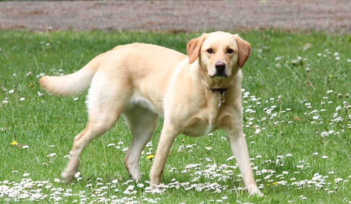 Honey Blossom stands in a field of daisies