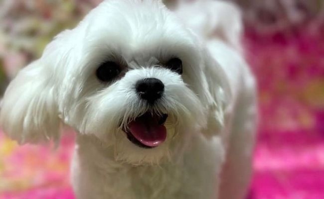 Lupo, the Maltese