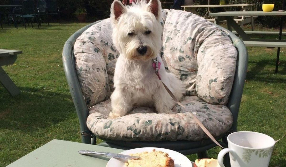 An adorable cute westie, sitting in a cafe garden on a cushioned garden chair