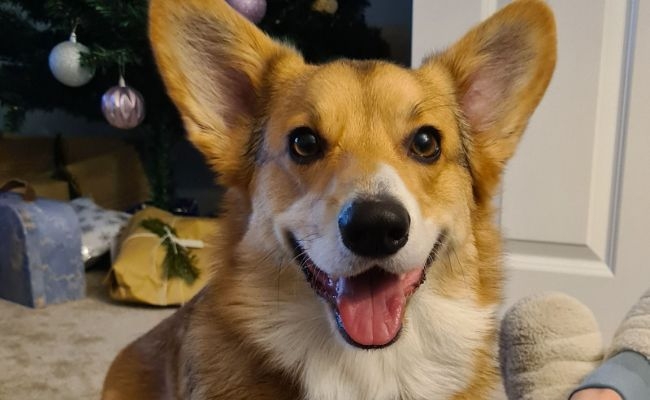 Chestnut, the Pembroke Welsh Corgi