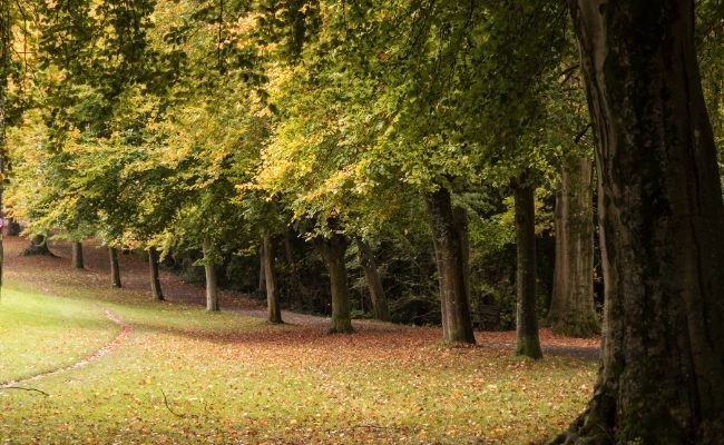 The autumnal trees at Clifton Down