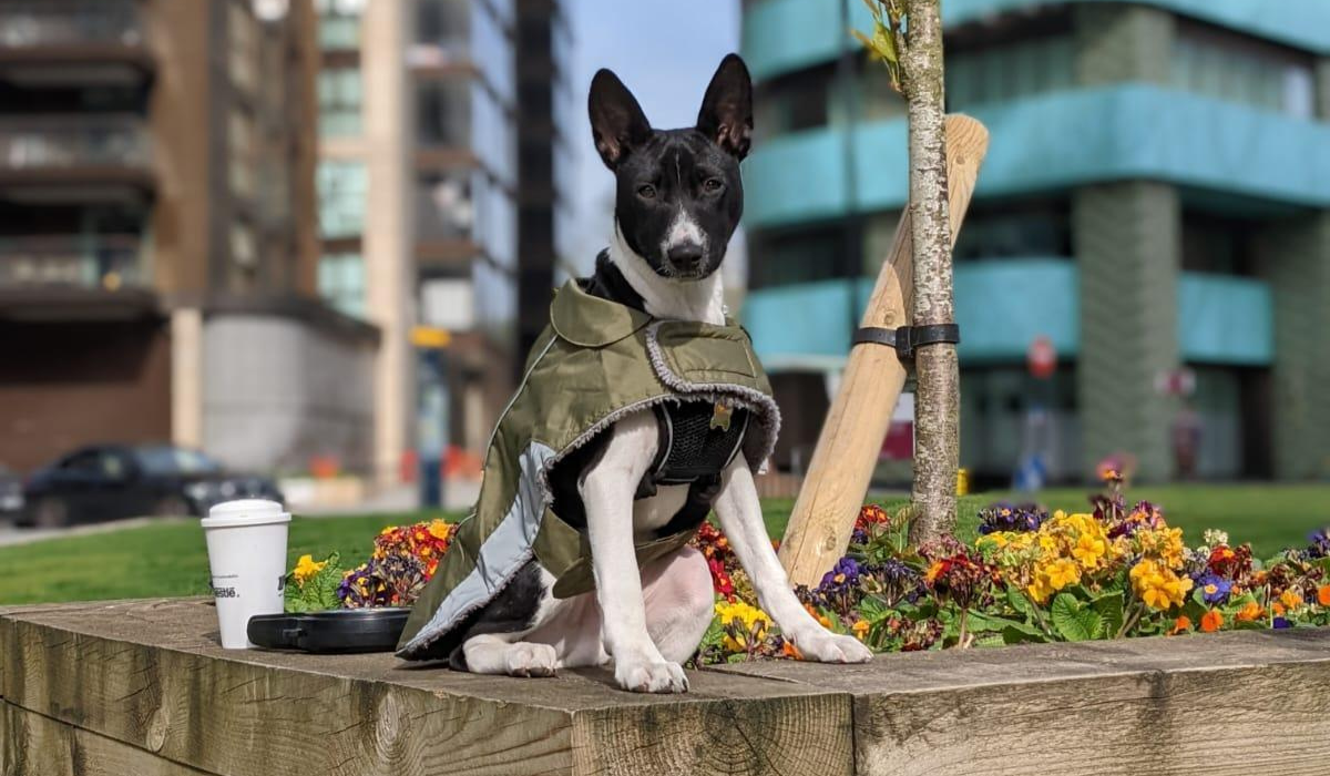 A short-haired, black and white dog, wearing a green and reflective doggy coat, is sat proudly on a wooden border which surrounds a rainbow of colourful flowers. Set back a couple hundred metres and out of focus stands tall tower buildings.