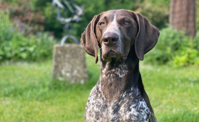 Myla, the Pointer