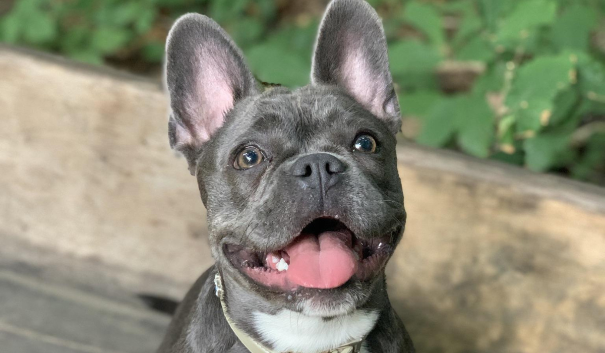 A small dog with a grey, shiny, short coat, large triangular ears stood on top of their head, a short nose and a big, happy smile sits on a wooden bench.