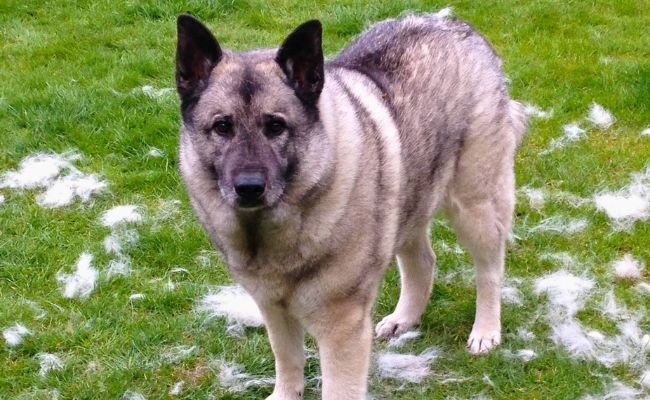 Harry, the Norwegian Elkhound