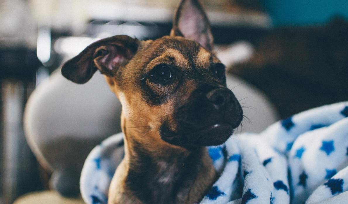 Mango, an adorable Jack Russell Terrier x French Bulldog pup is snuggled up in a soft dog bed covered with blankets.