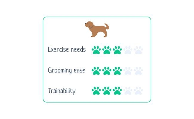 Tibetan Terrier  Exercise needs 3/5 Grooming ease 3/5 Trainability 3/5