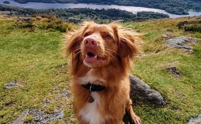 Woody, the Nova Scotia Duck Tolling Retriever