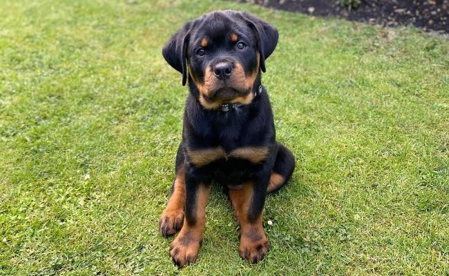 Sasha, the Rottweiler