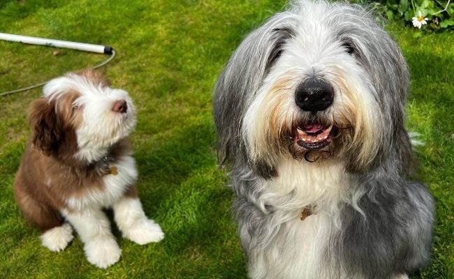 Dougal and Charlie, the Bearded Collies