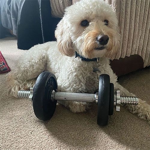 Fluffy Cockapoo sitting next to some dumbells