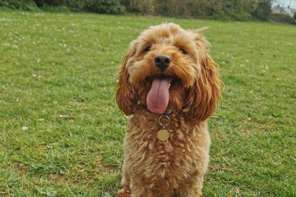 Willow, the cockapoo