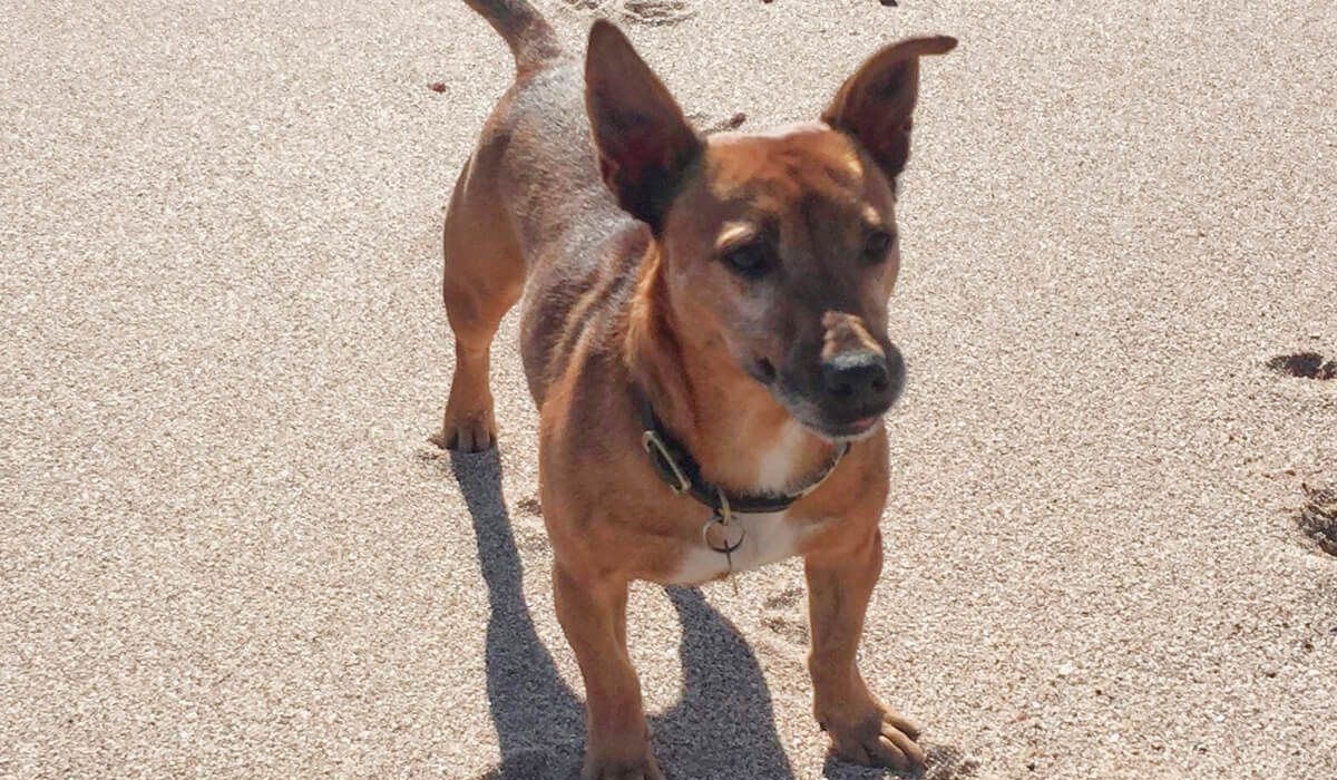 Phoebe, a small brown, short-haired dog, stands on a sandy beach looking off into the distance