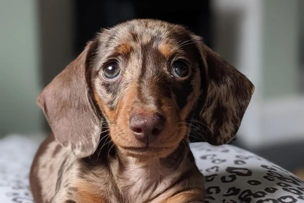 Doggy member Paddy, the Dachshund puppy giving the puppy dog eyes hoping for his dinner!