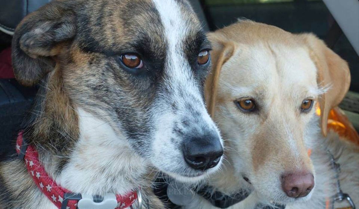 Two dogs sit close together in a car