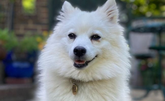 Izzy Pancake, the Japanese Spitz