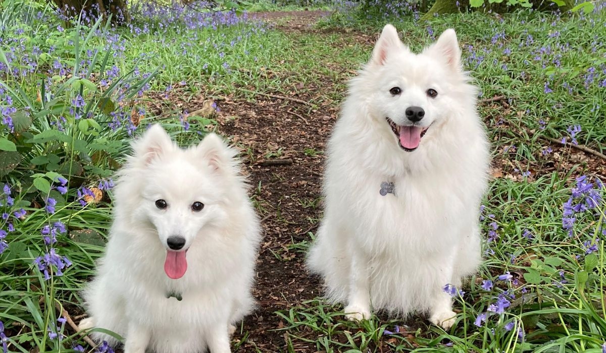 Japanese Spitz