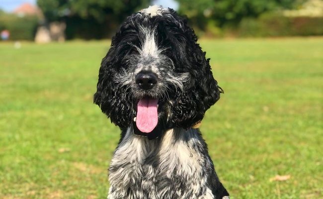 Paddy, the Cocker Spaniel