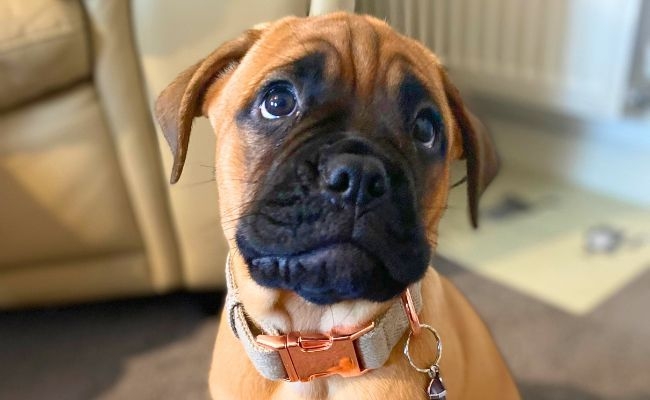 Odin, the Bullmastiff