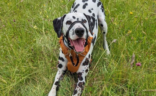 Beano the Dalmatian enjoying playtime in the long grass