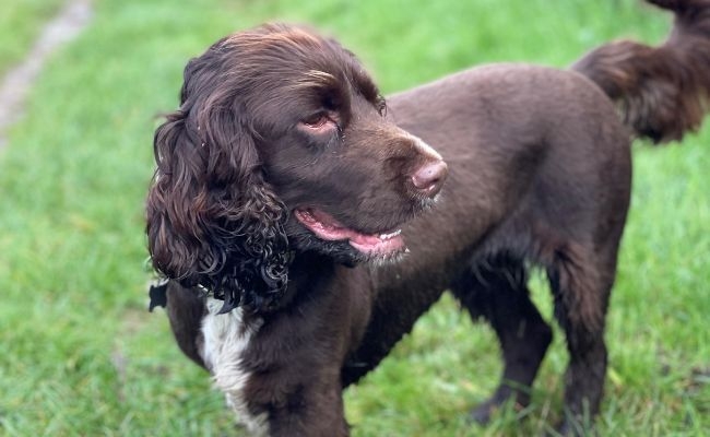 Lilee, the Field Spaniel