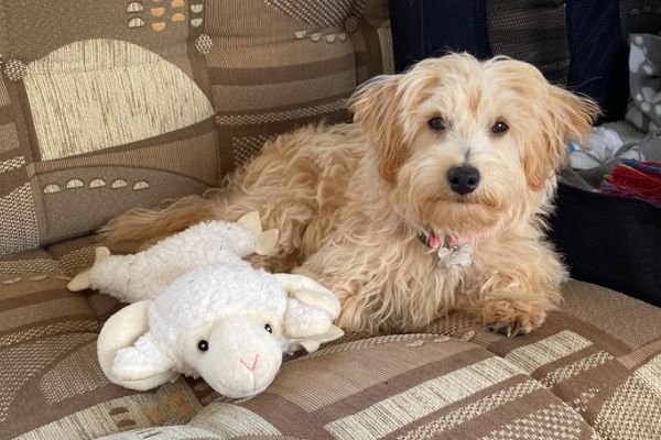 Bonnie, the Westipoo, with heartbeat sheep