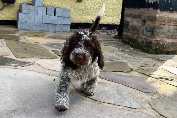 Ziggy, the lagotto romagnolo